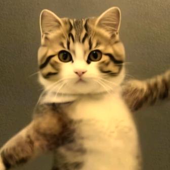 流浪小奶猫