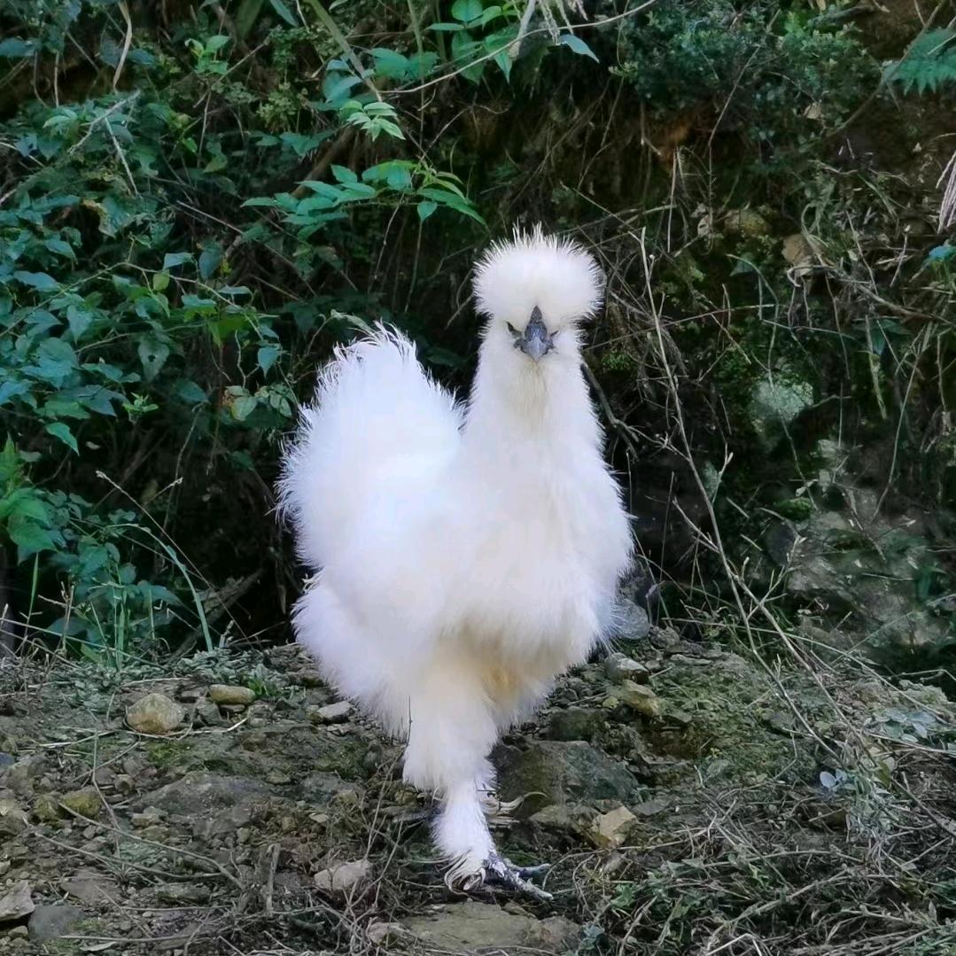 广东绿康草本鸡