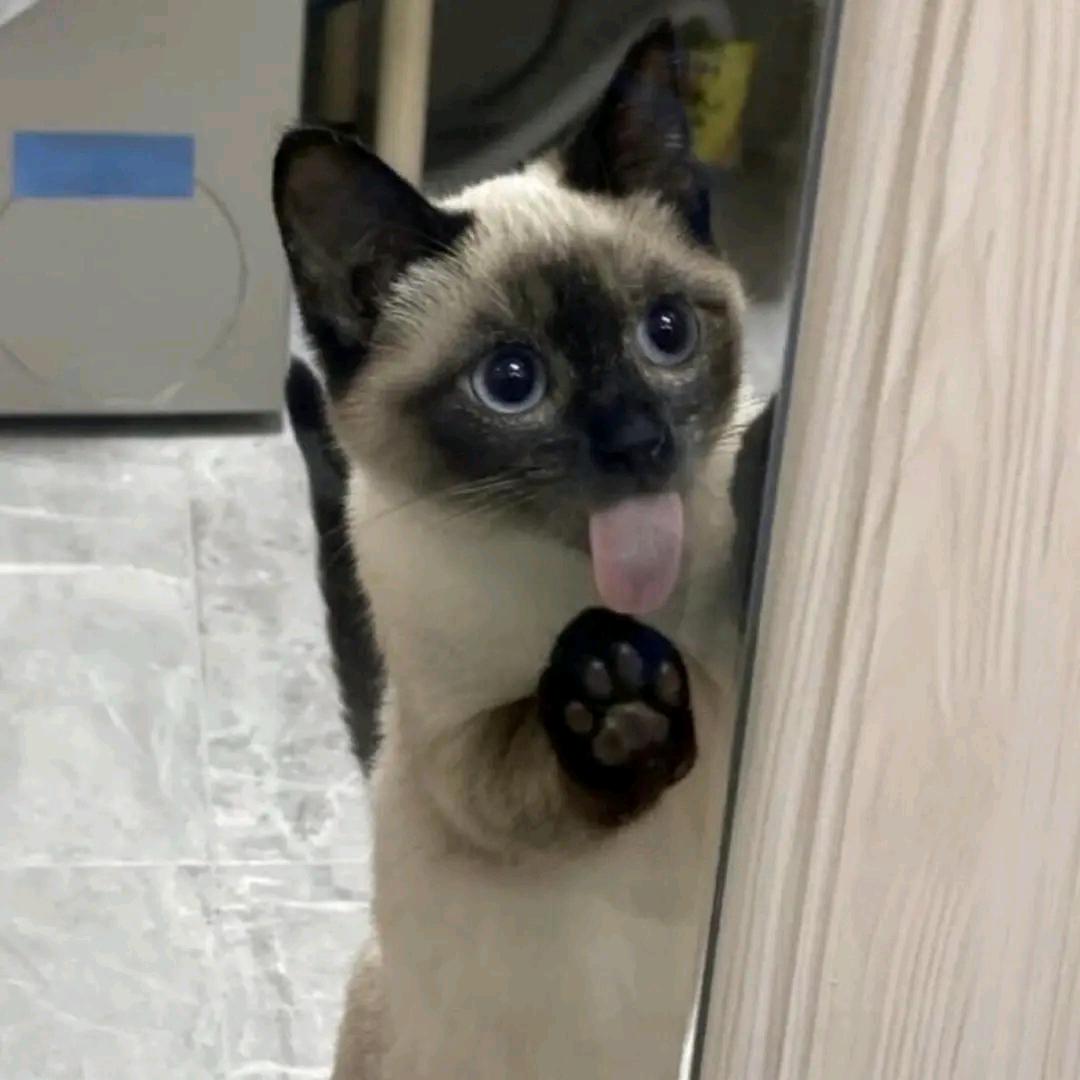 嘴嚼香菜手拿折耳根