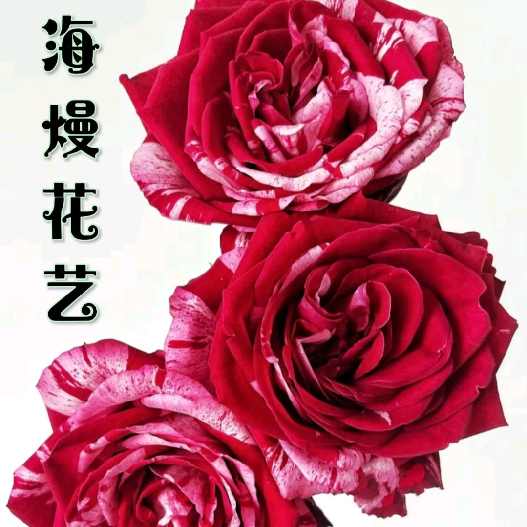海熳鲜花批发