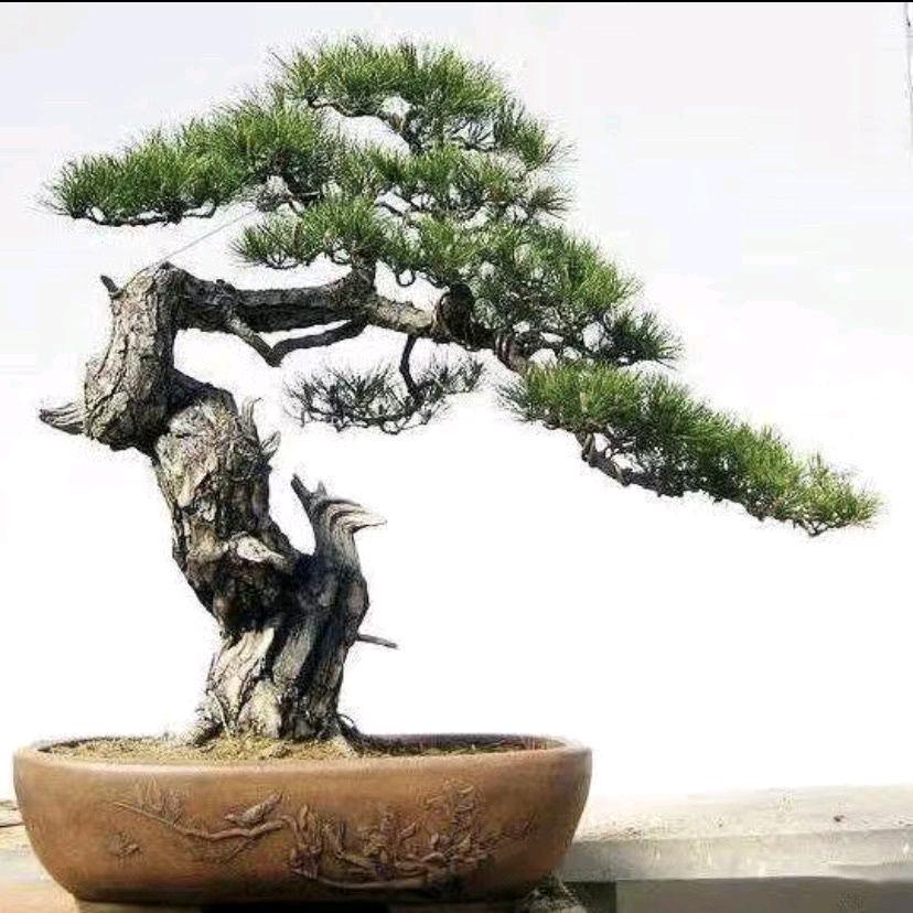 大圣盆景园艺