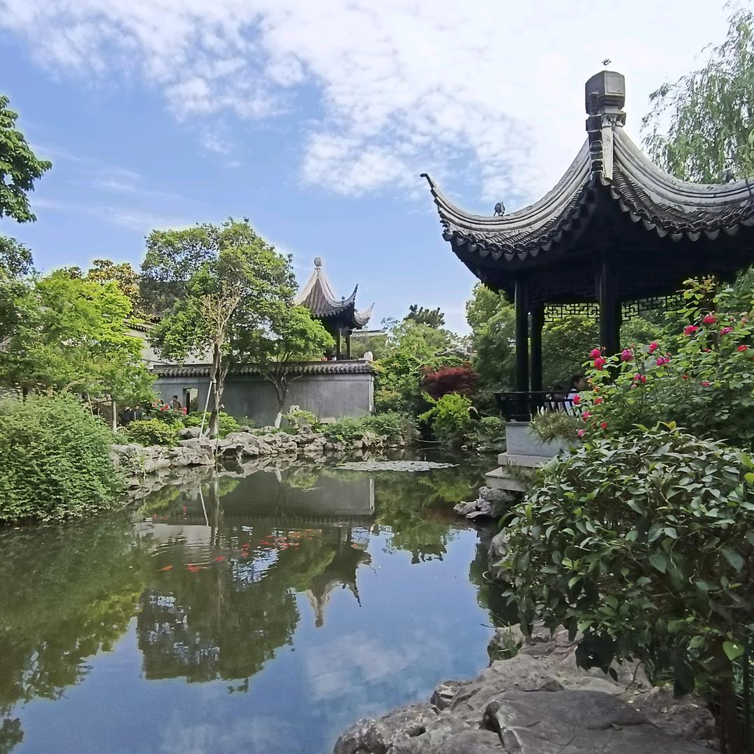 菩提花开