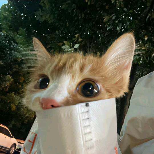 你有猫病啊