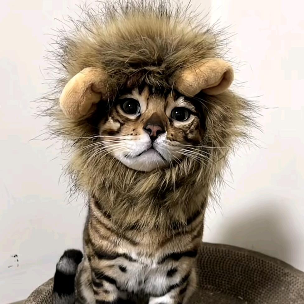 丸子借我点摩拉🌙