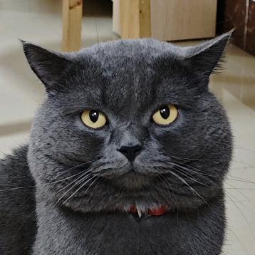 旺叔喂猫日记