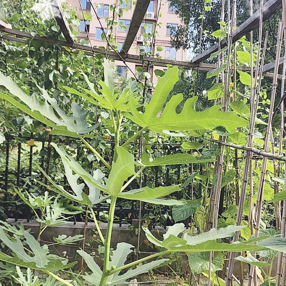 老李好物