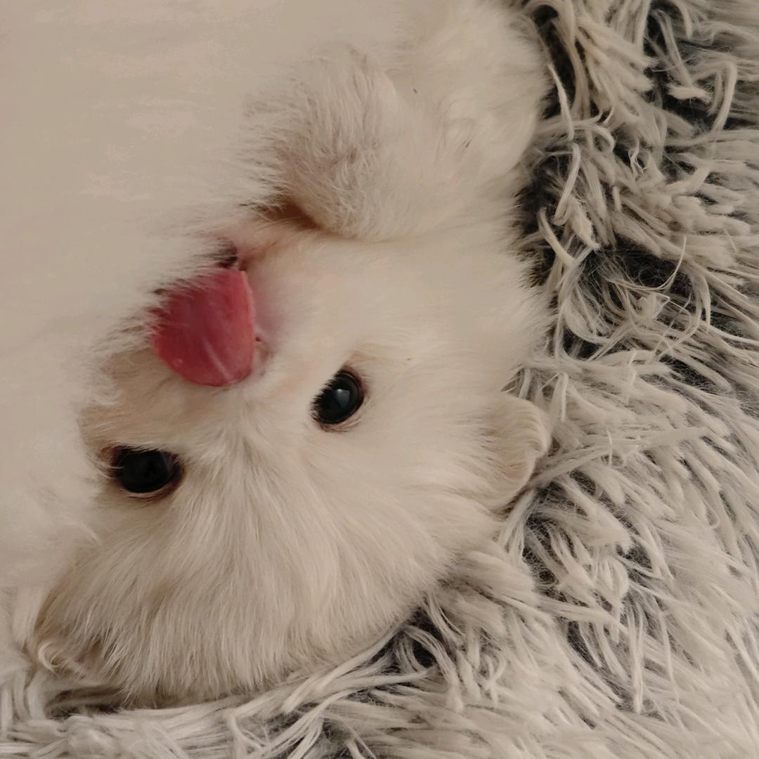 猜猜