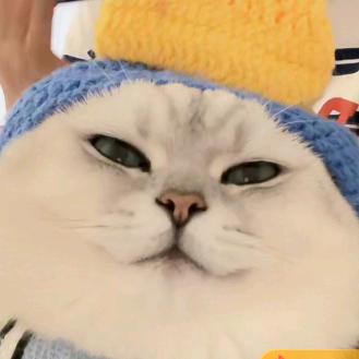 七月的猫