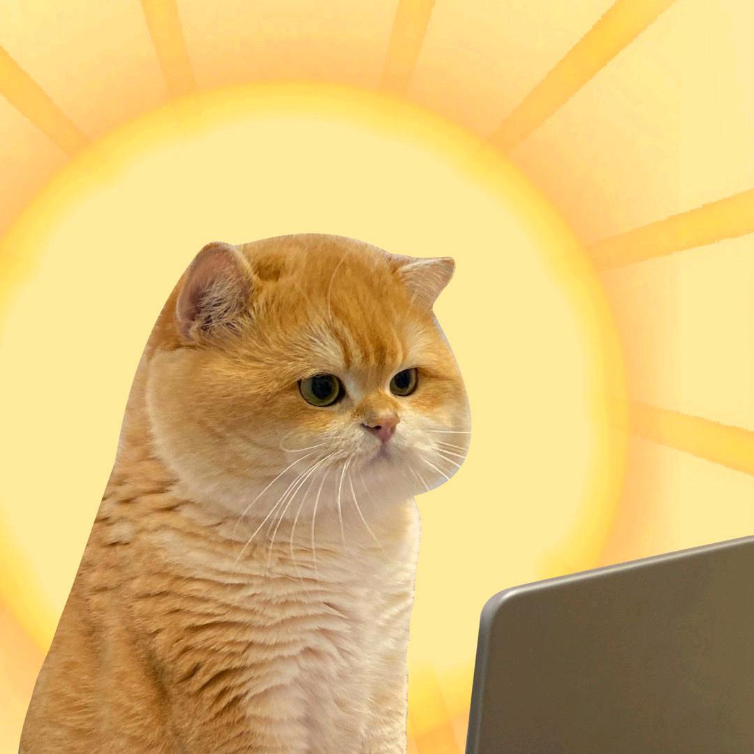 夏虫不语冰（猫先知）