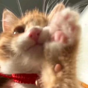 知识学爆（降价再买车）