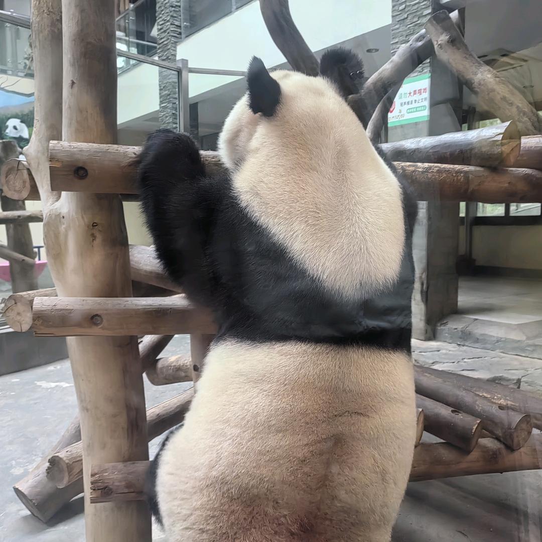 熏猫