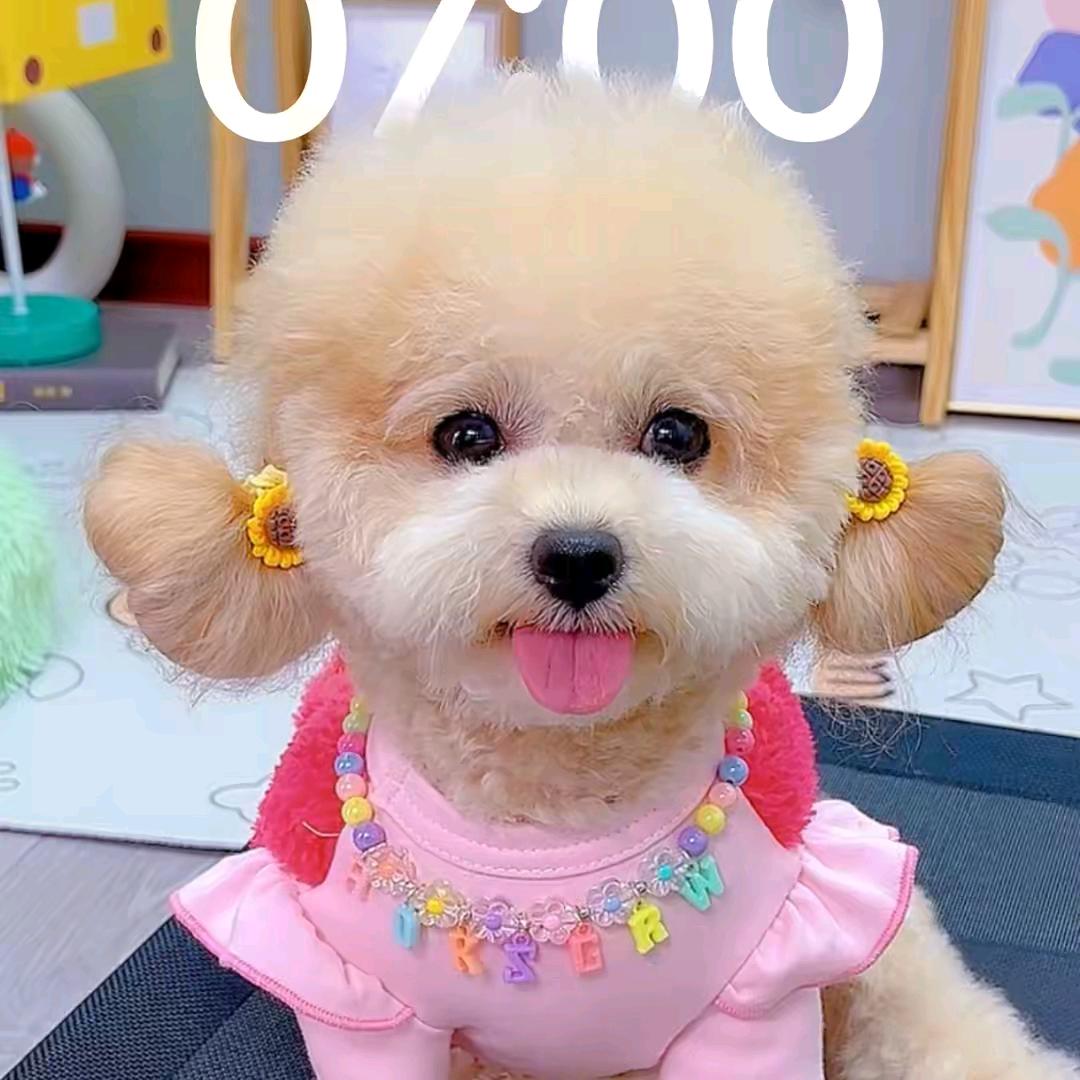 贝贝宠物用品
