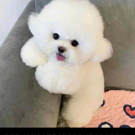 小富贵
