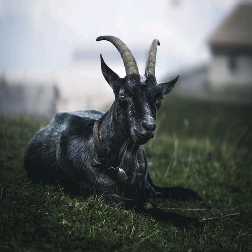 🐮