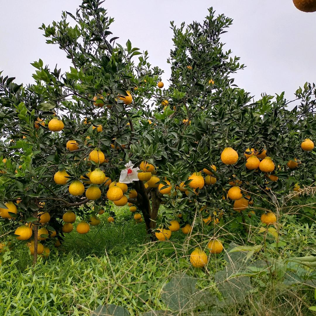 🍊