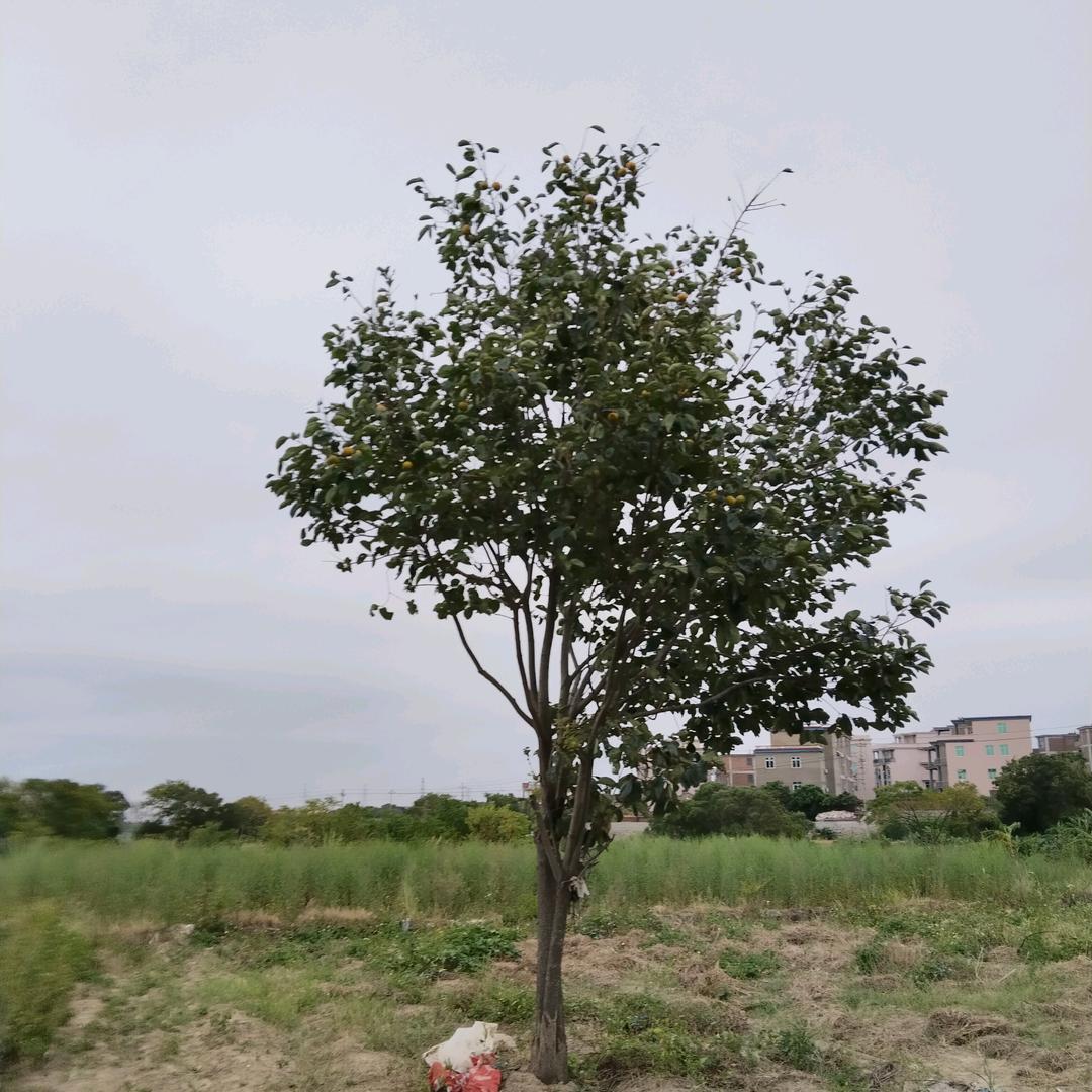 跌宕起伏文字