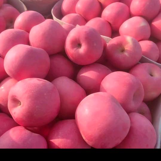 山东曹县魏湾牛庄批发市场【李】