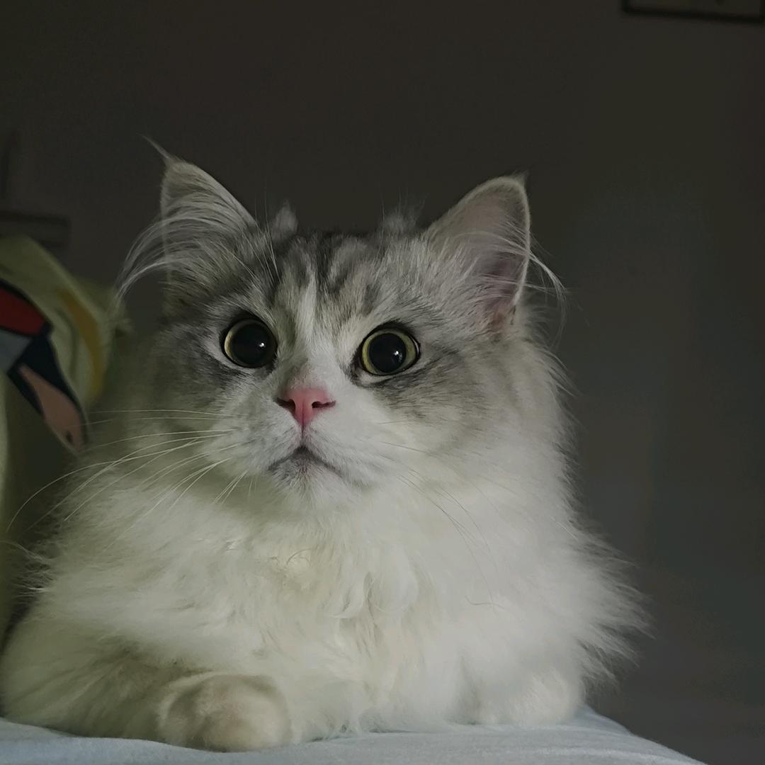 她给我留了三只猫猫