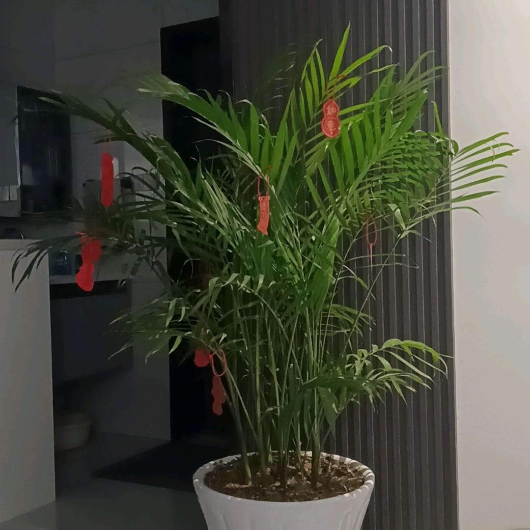 啊哦饿
