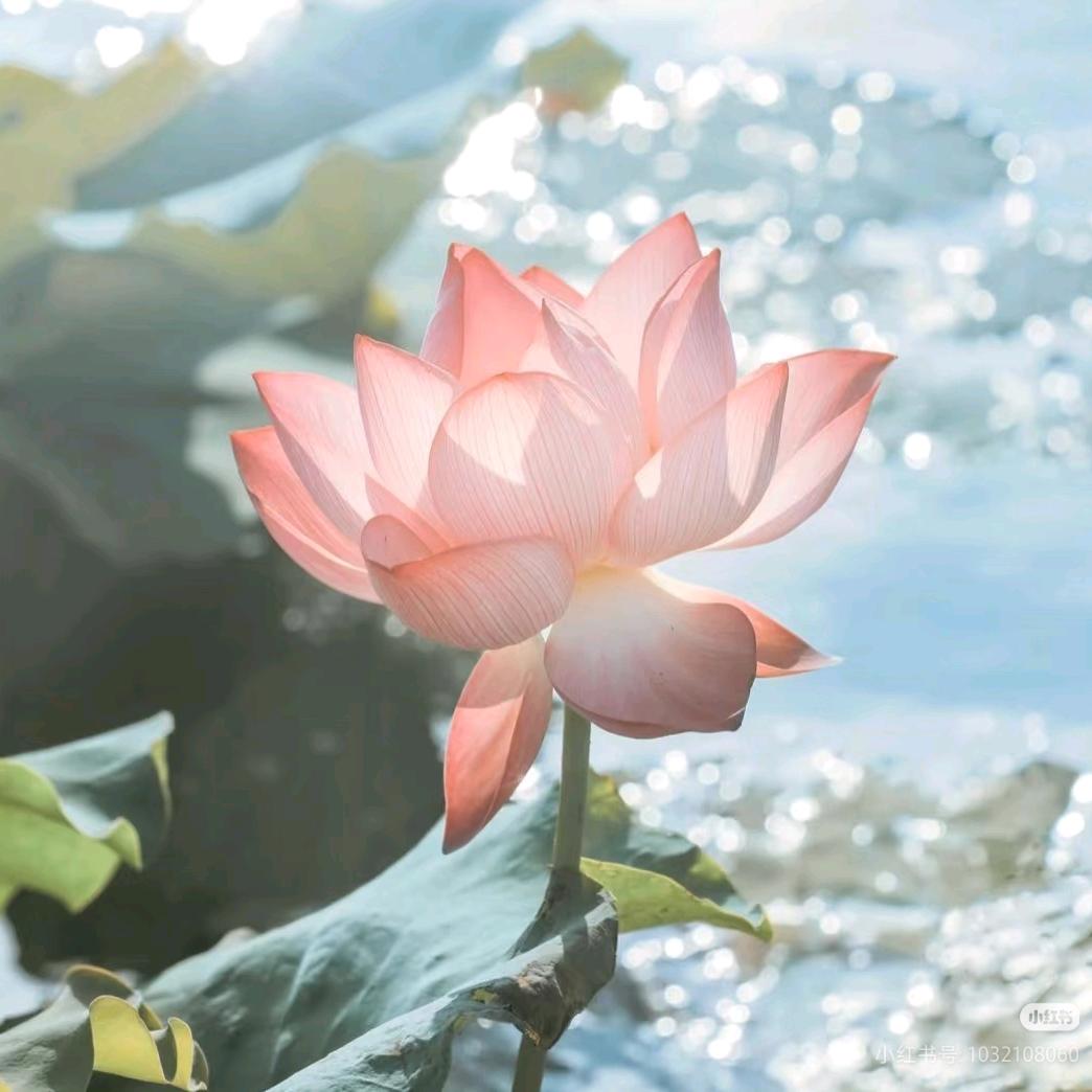 荷花姐