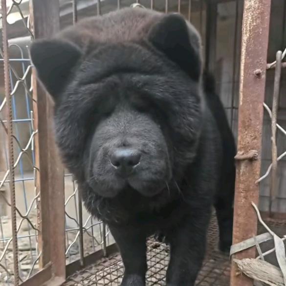 菏泽小东北五黑五红犬