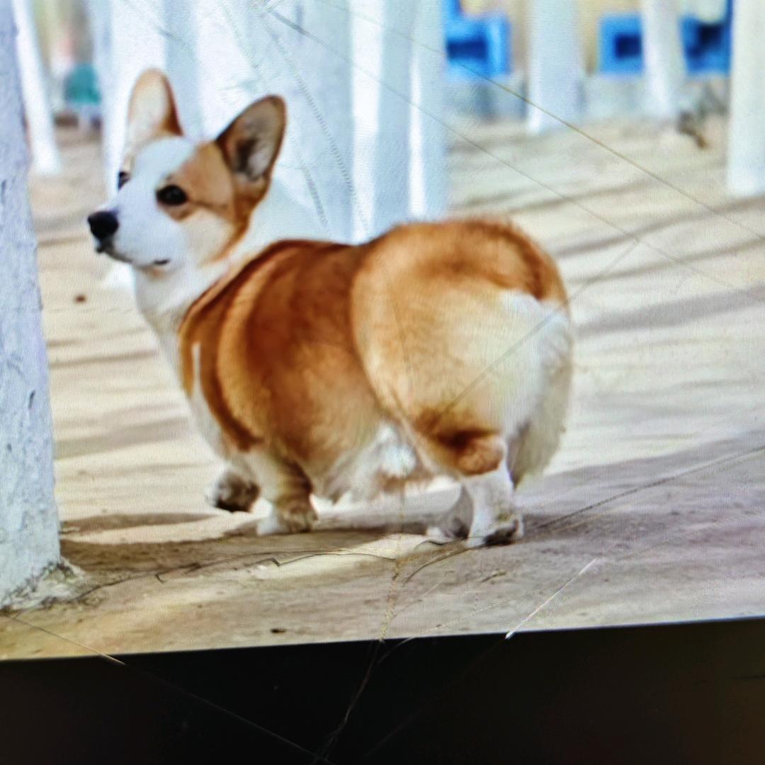 精品柯基小短腿