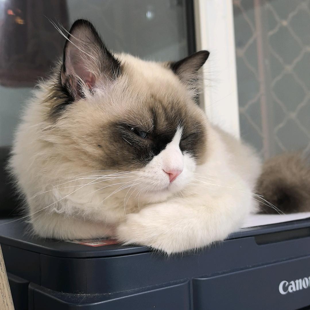 富婆是只布偶猫