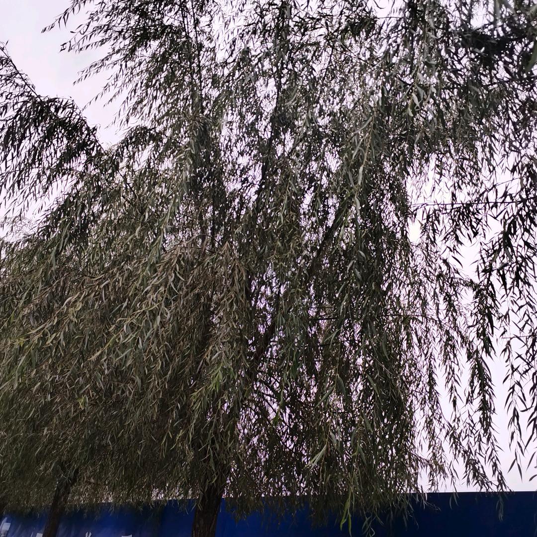 骑骑