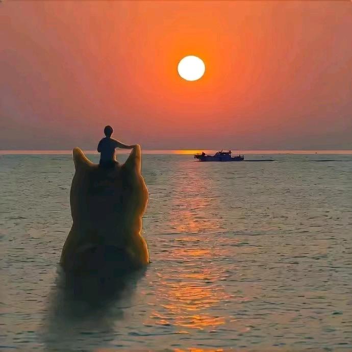 七星海棠