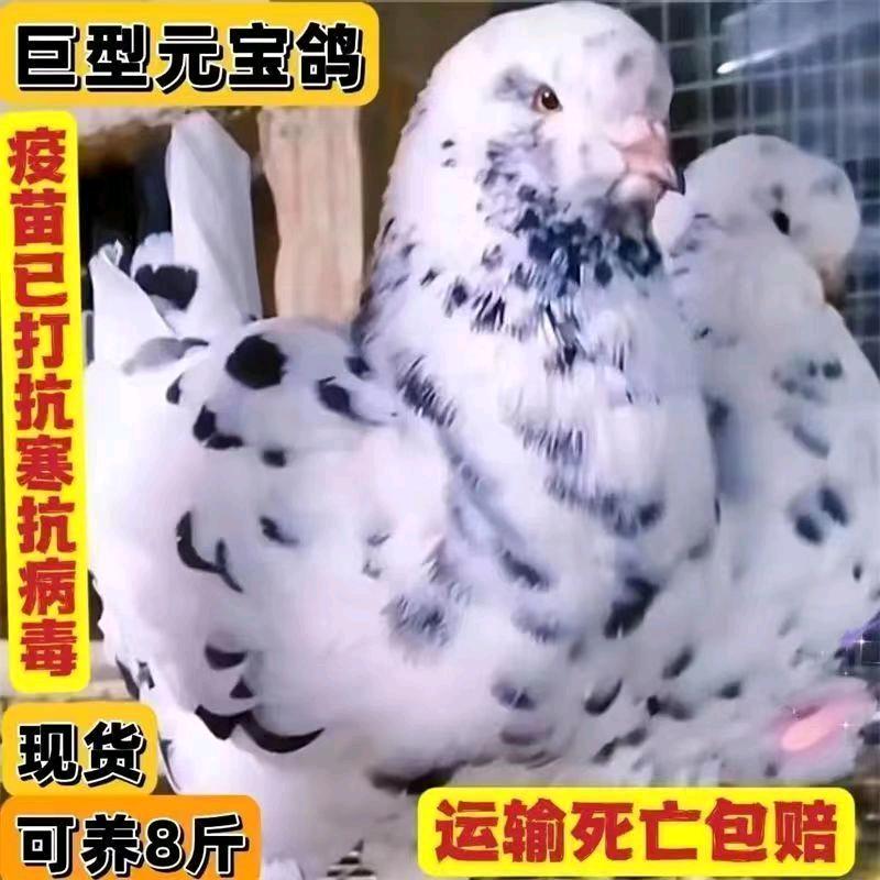 .老朱