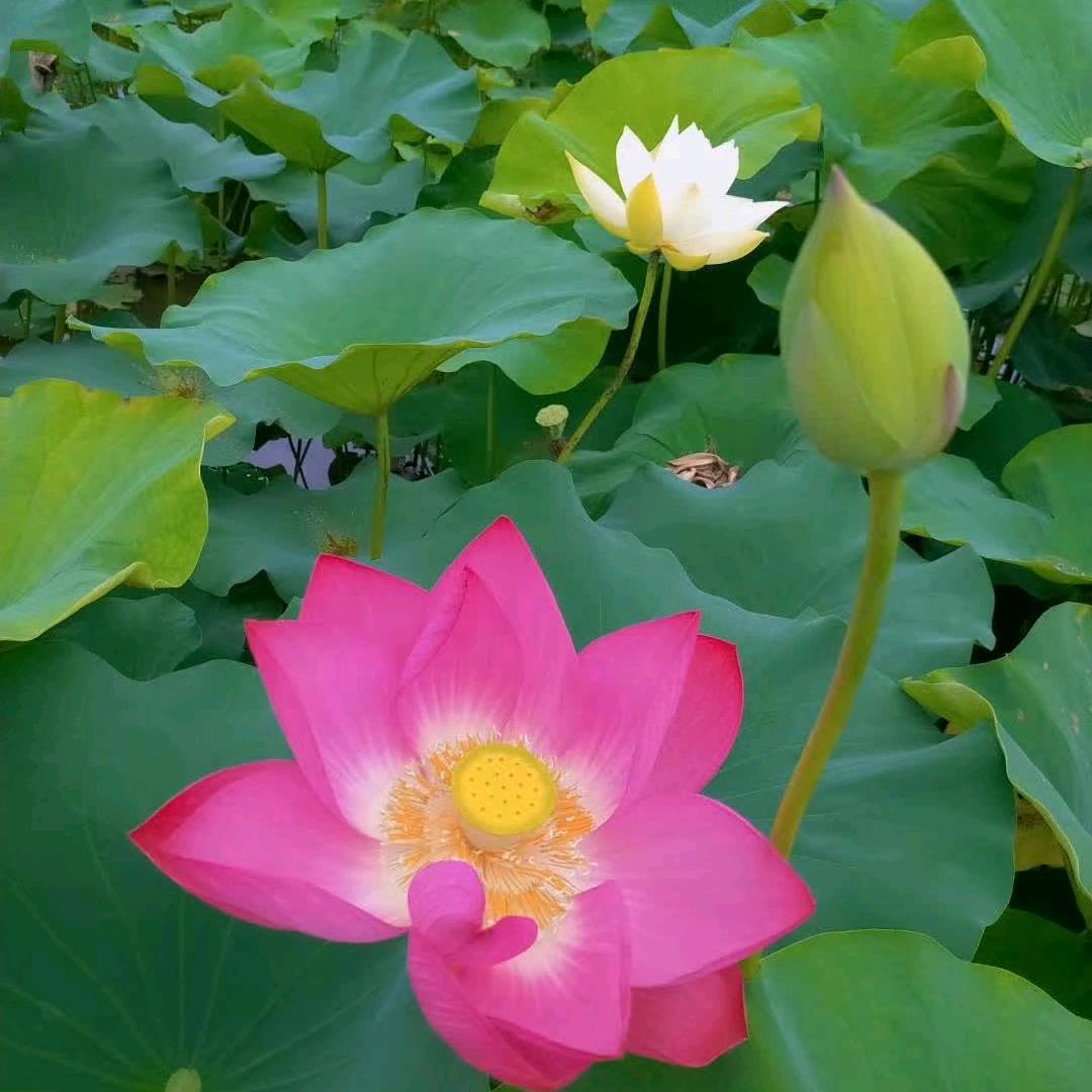 ꧔ꦿ᭄: এ᭄ོ仅此ོ而已ృ