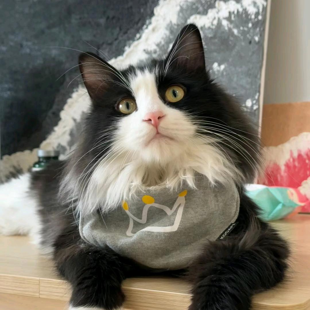 我的小狗只爱我(｡•̀ᴗ-)