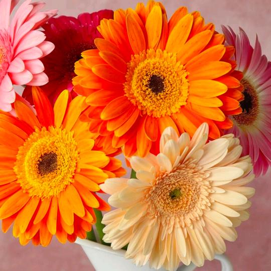 苦咖啡🍒🍒☀☀