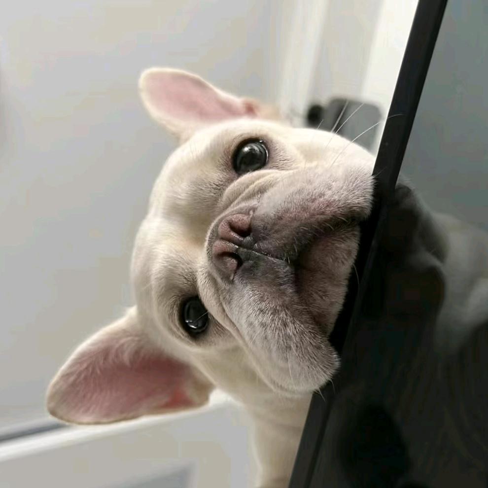 狗不理