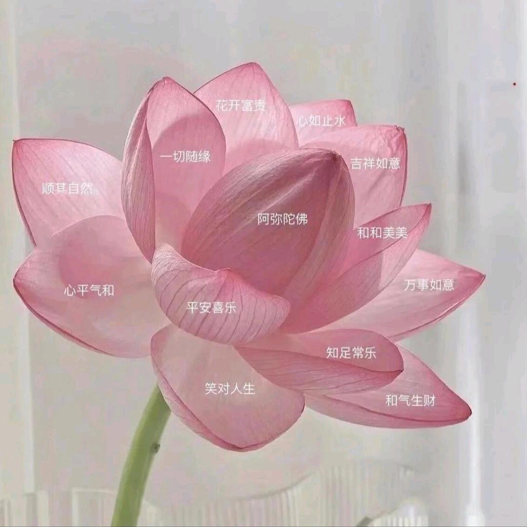 昭昭心愿