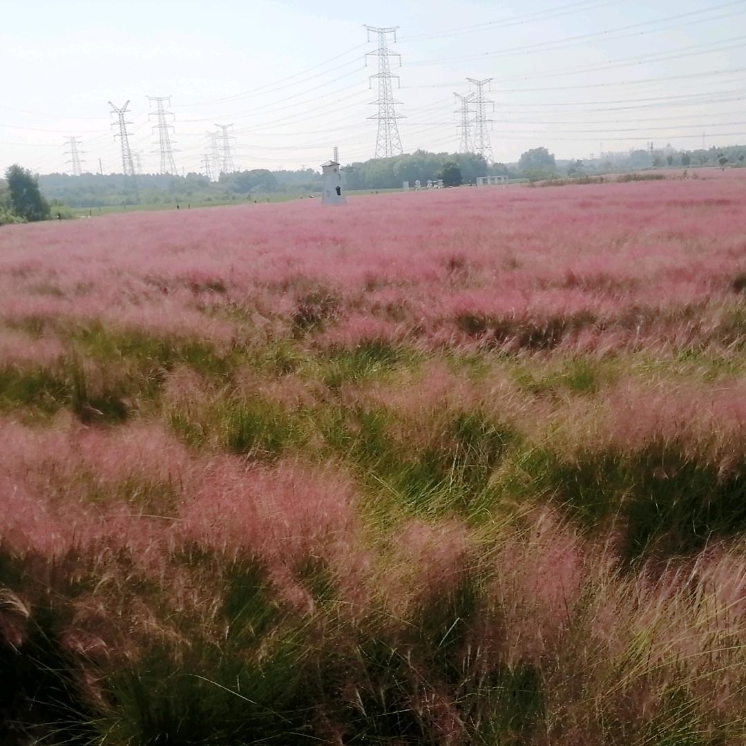 小豆芽
