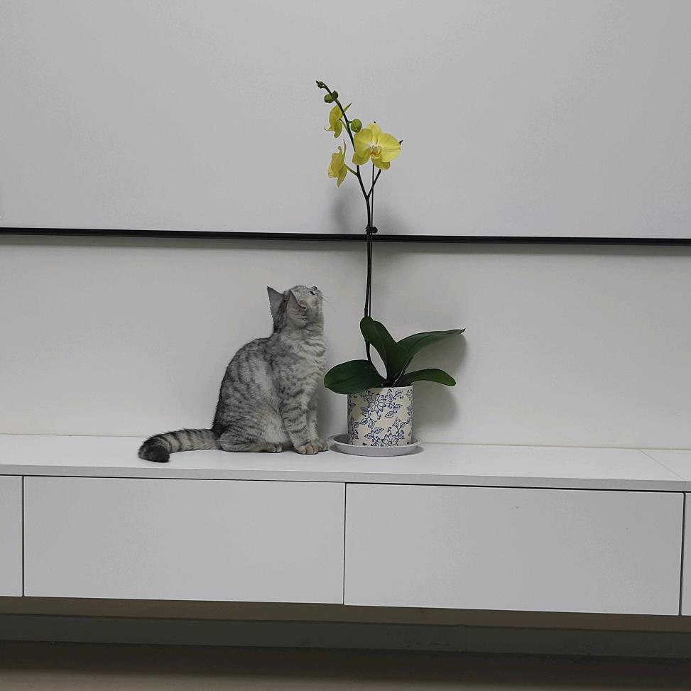 阿崔家的胖崽崽