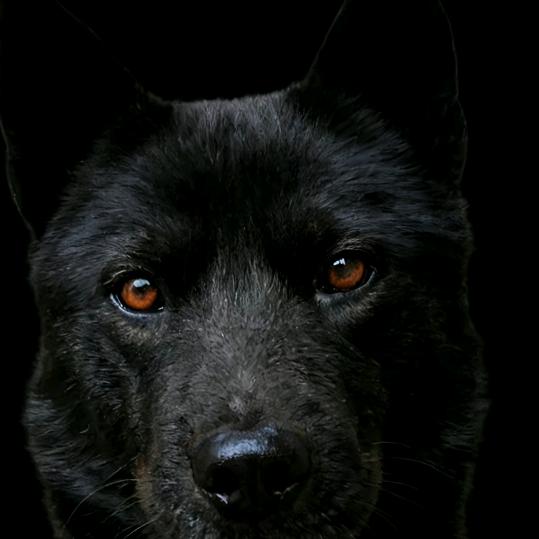 常威与来福🐶