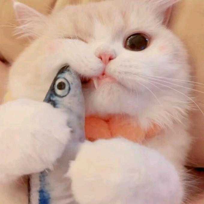 不吃猫的鱼🐟