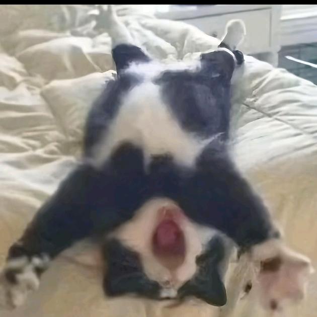 八吉桑
