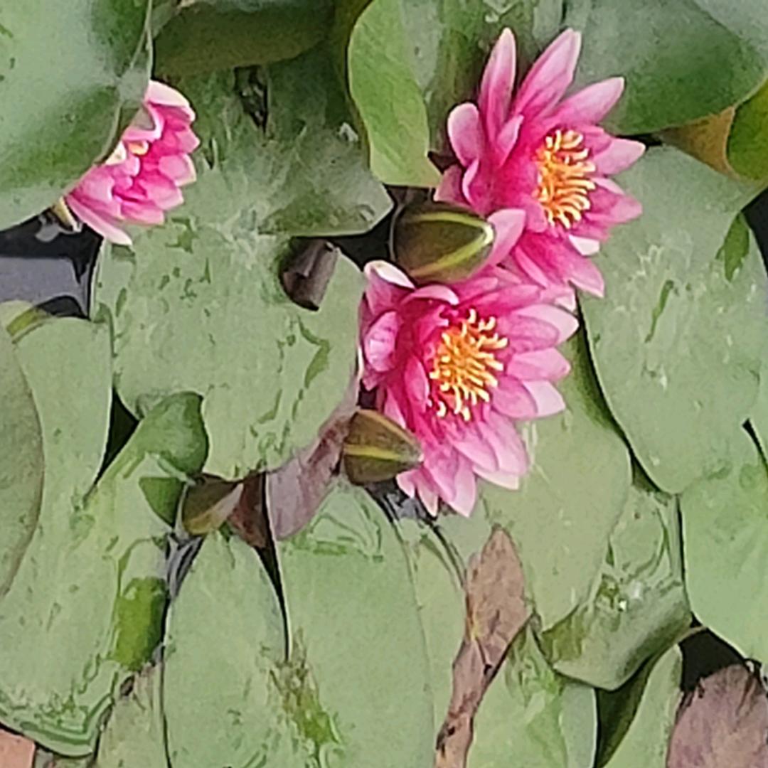 欣欣向荣