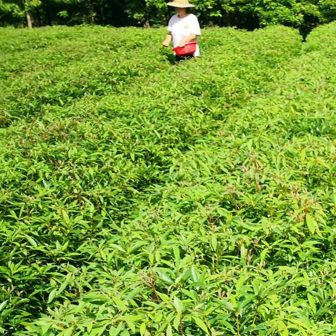 正宗小叶金丝楠木批发零售