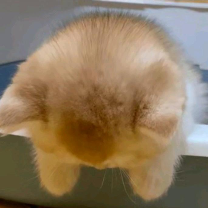 super鸭