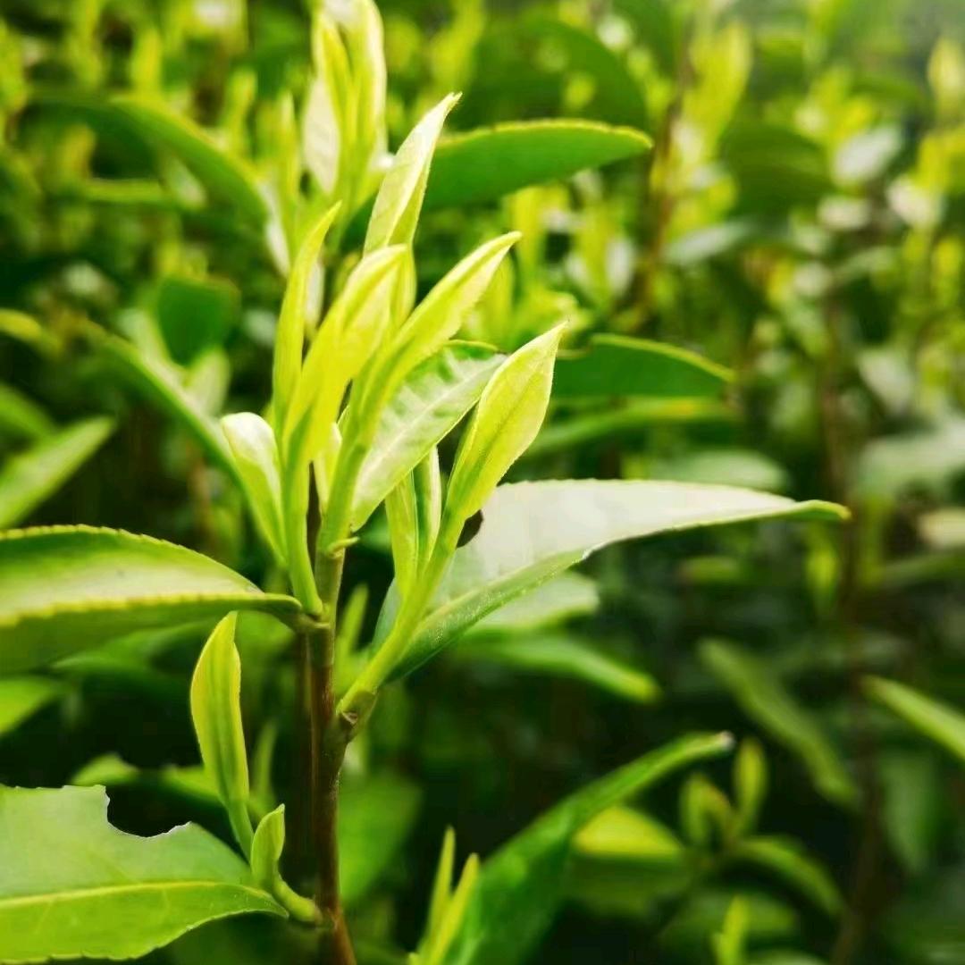 茶小样儿（首播）