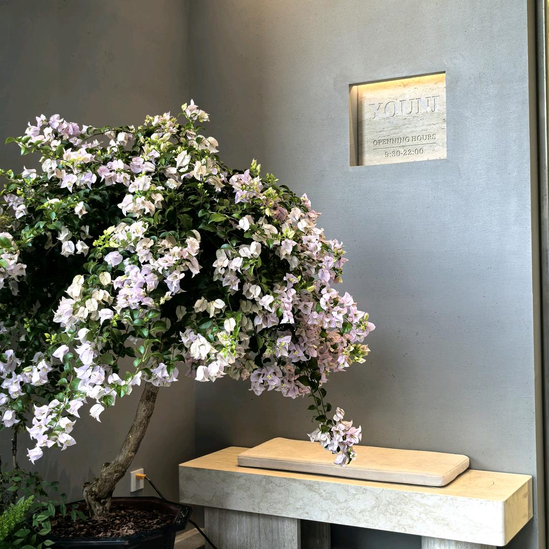 梅夏 · bougainvillea