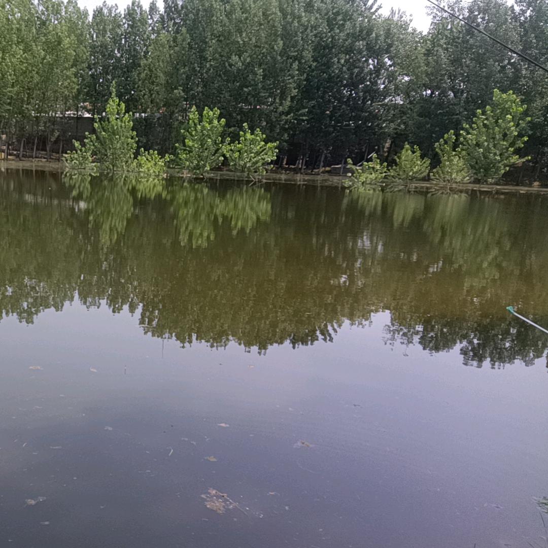 王者