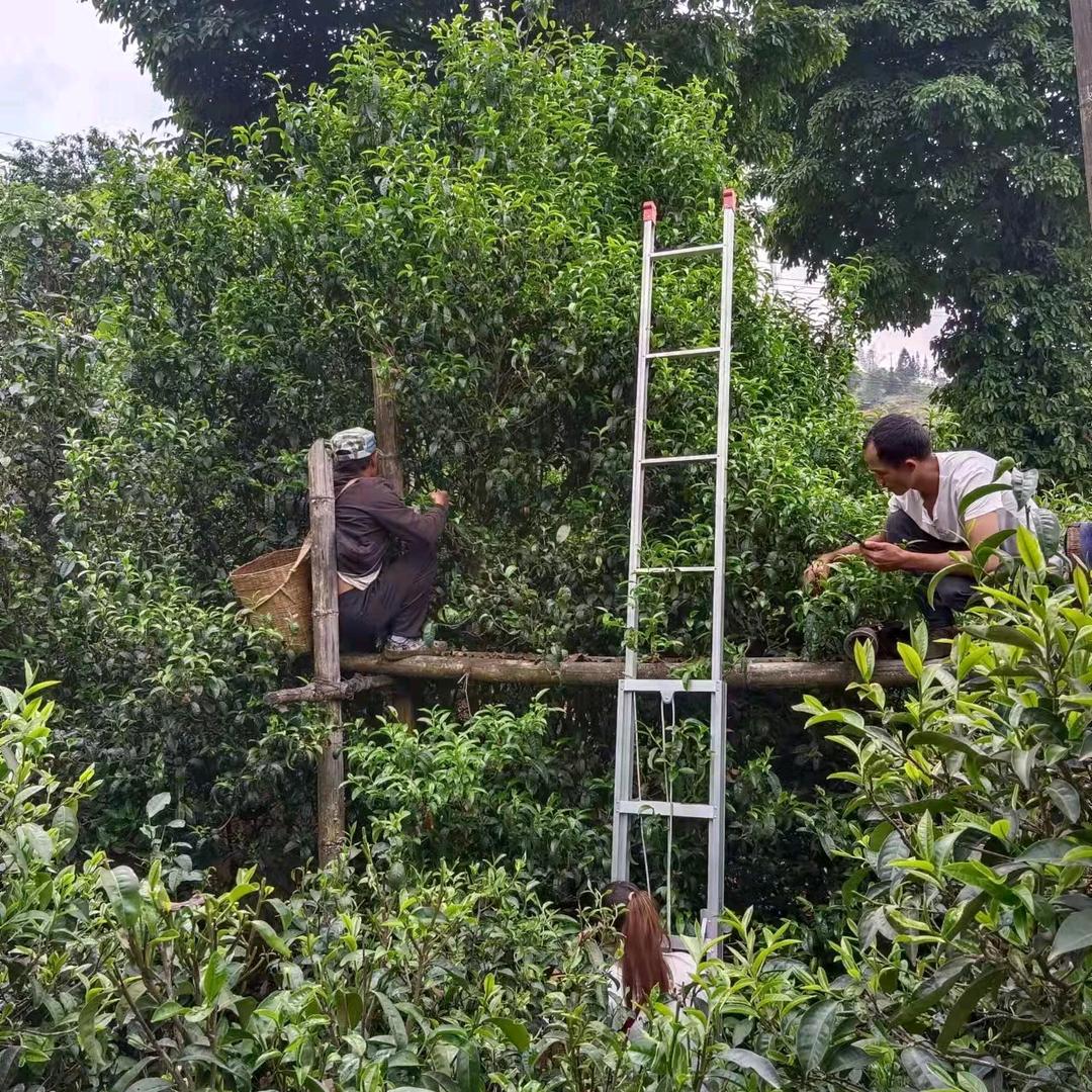 磨烈小茶农