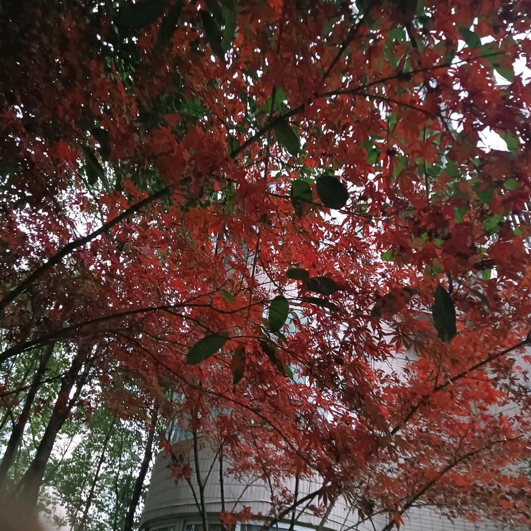 雲雪霄