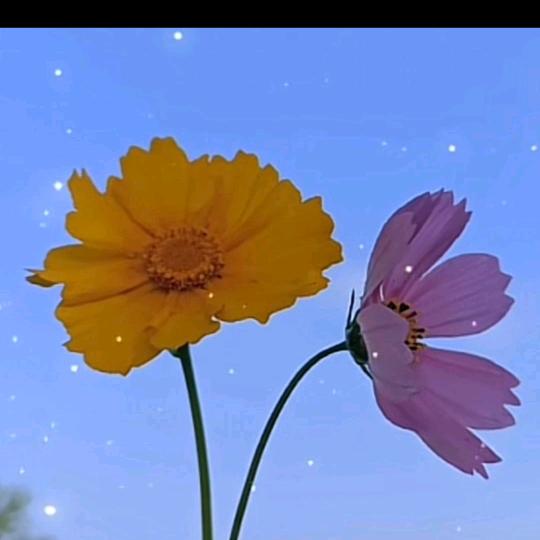 依然🌷🌷🌷🌷🌷