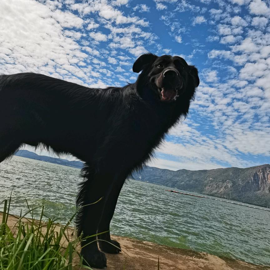 毛孩子【可乐】